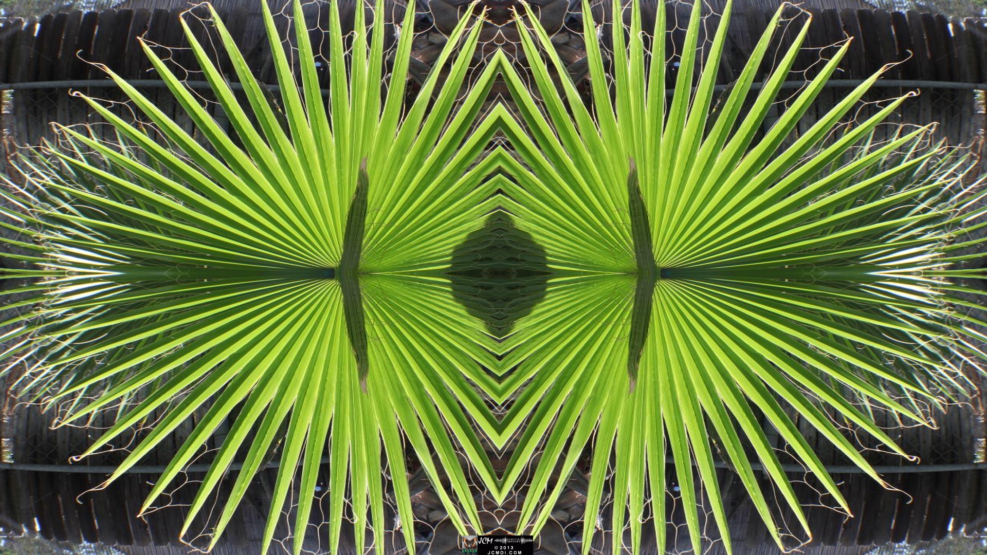 Quadroscopic image of a palm leaf